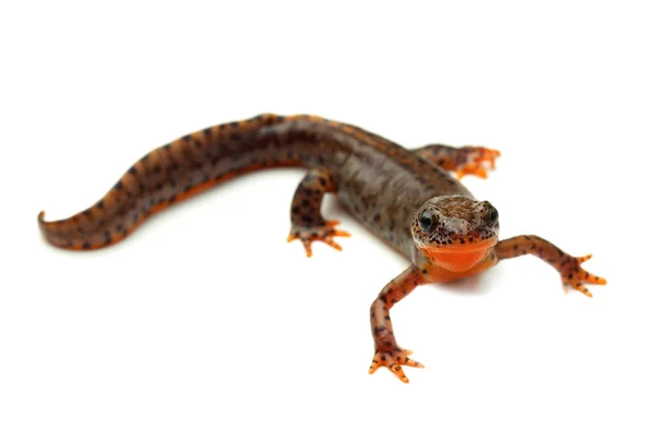 Karpatensalamander (Lissotriton montandoni) op wit — Stockfoto