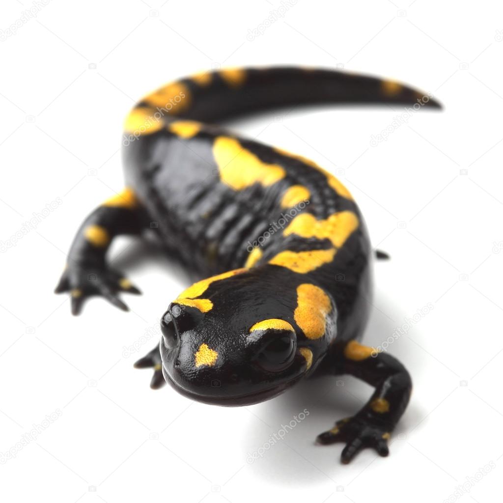 Fire salamander (Salamandra salamandra) on white