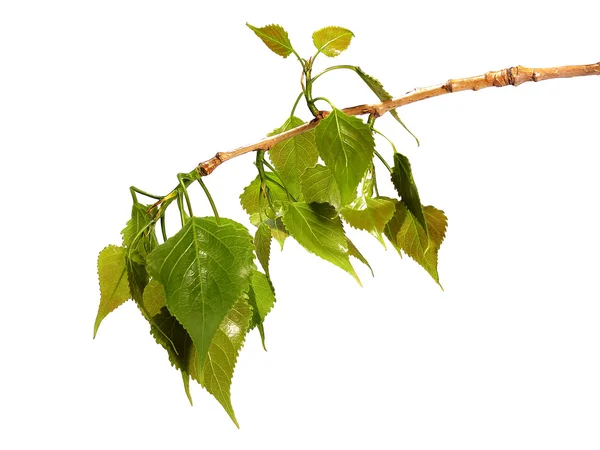 Siyah üzerine beyaz izole kavak Şubesi