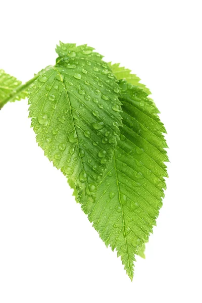 Foglie verdi con gocce d'acqua su sfondo bianco — Foto Stock