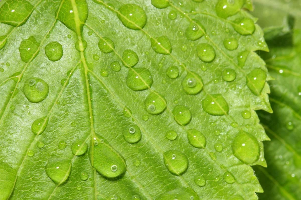 水滴と緑の葉。マクロ — ストック写真
