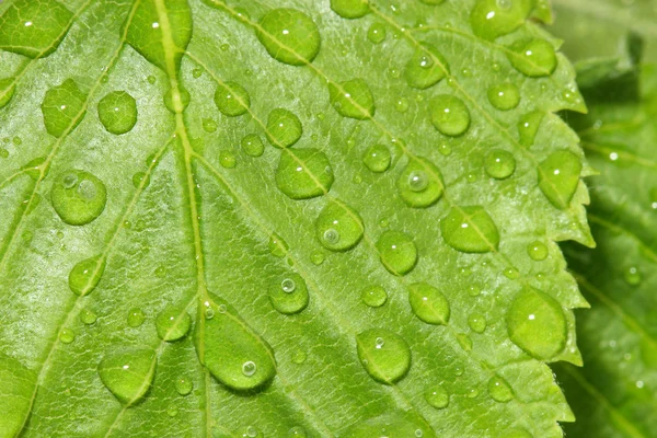 Zielony liść z krople wody. makro — Zdjęcie stockowe