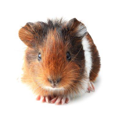 Small guinea pig isolated on white clipart