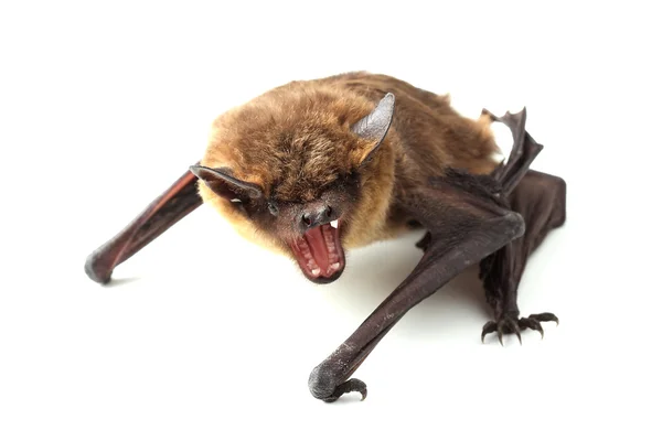 Beyaz sopayı çığlık