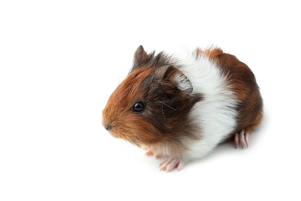 Pequena cobaia isolada em branco — Fotografia de Stock