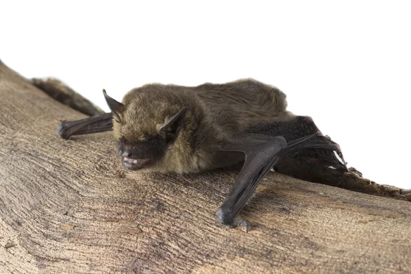 Bat sitter på trädstam — Stockfoto