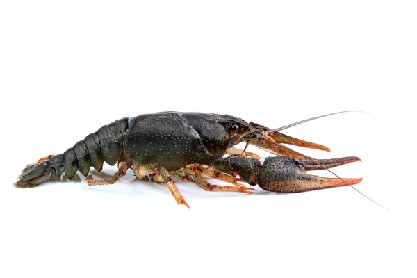 River crayfish isolated on white — Stock Photo, Image