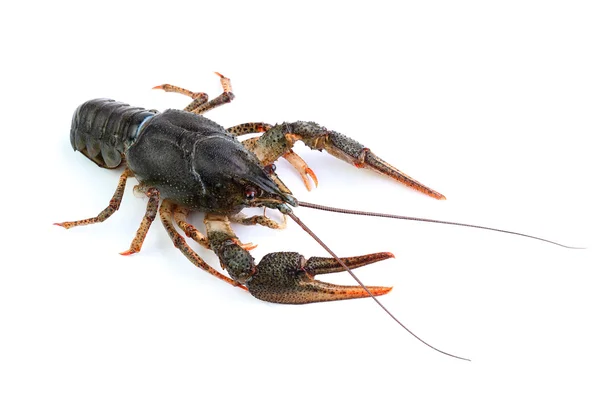 River crayfish isolated on white — Stock Photo, Image