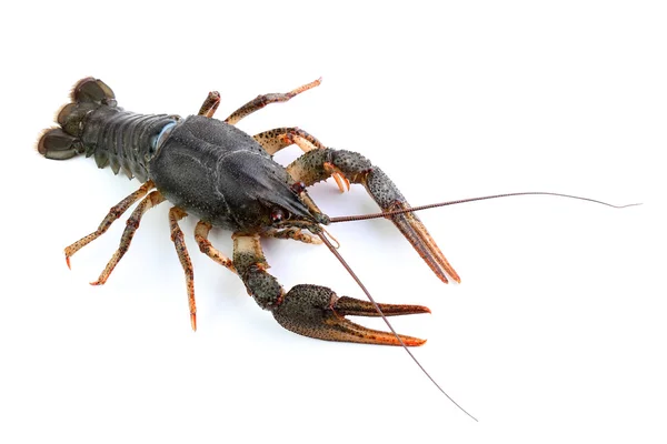 River crayfish isolated on white — Stock Photo, Image