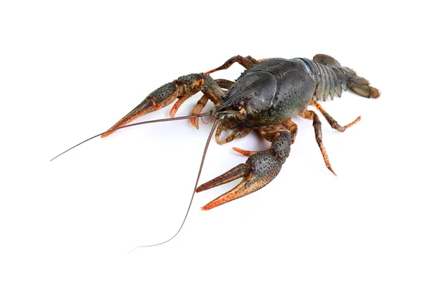 River crayfish isolated on white Stock Picture
