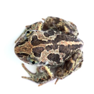 Ortak Spadefoot (Pelobates fuscus) üzerinde beyaz izole