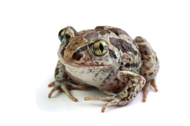 Ortak Spadefoot (Pelobates fuscus) üzerinde beyaz izole