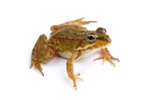 Rana verde isolata su bianco — Foto Stock