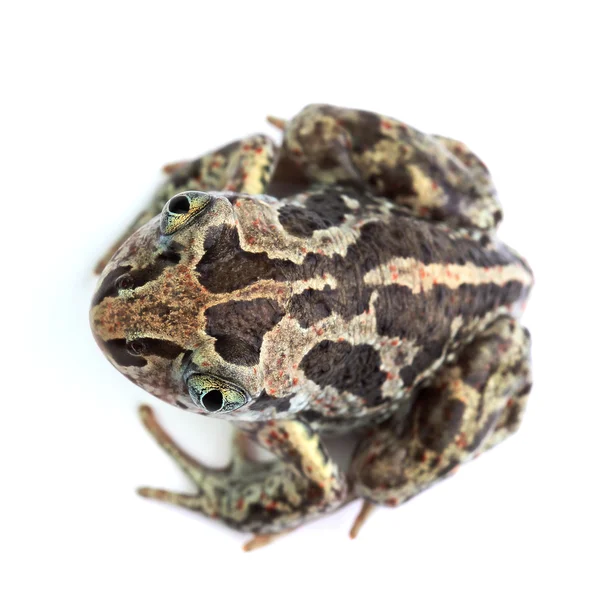 Ortak Spadefoot (Pelobates fuscus) üzerinde beyaz izole