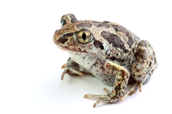 Spadefoot comune (Pelobates fuscus) isolato su bianco — Foto Stock