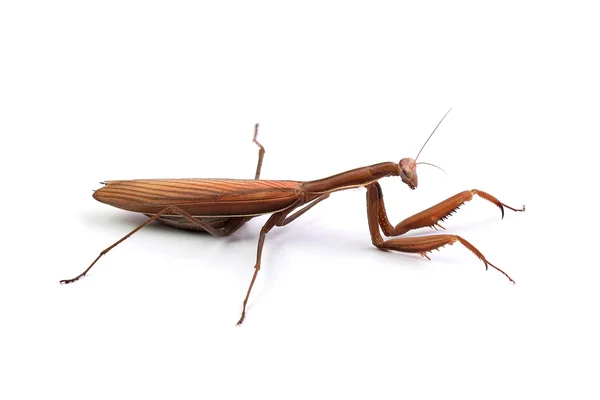 Mantis religiosa isolado no branco — Fotografia de Stock