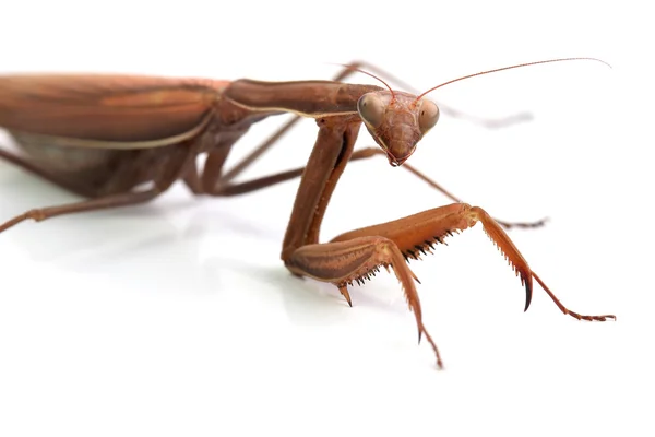 Mulher de European Mantis. Macro — Fotografia de Stock