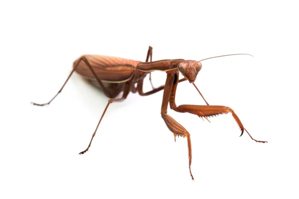 Mantis religiosa geïsoleerd op wit — Stockfoto