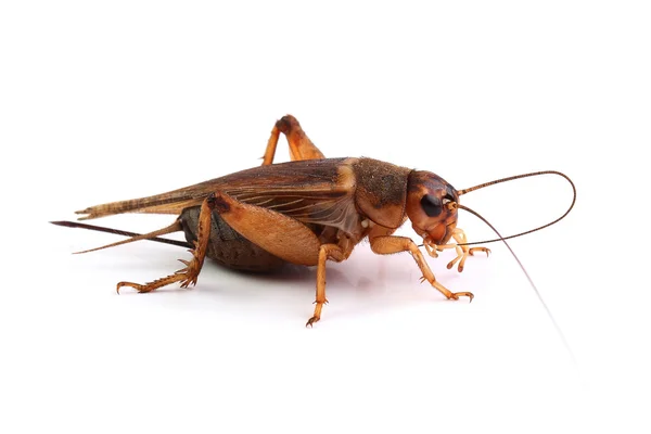 House cricket cleaning mustache on white — Stock Photo, Image