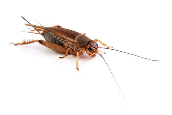 House cricket isolerad på vit — Stockfoto