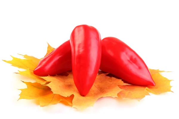 Paprika op gele maple verlaat op witte achtergrond — Stockfoto