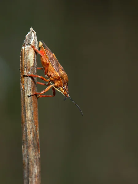 Insecto de escudo (Dolycoris baccarum) sobre hierba seca. Macro — Foto de Stock