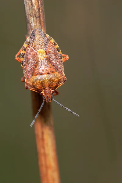 Cimice scudo (Dolycoris baccarum) sull'erba secca. Macro — Foto Stock