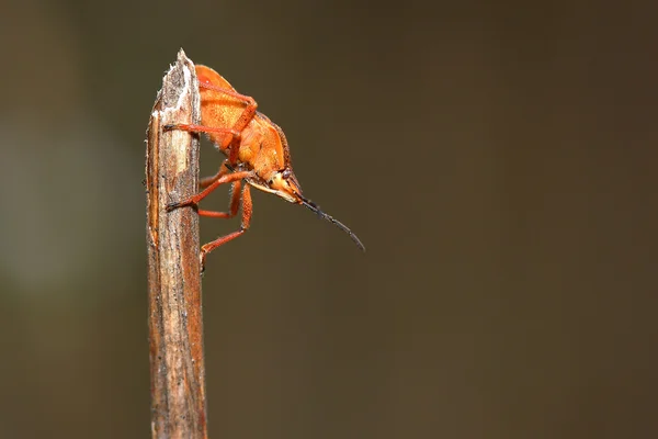 Щит жука (Dolycoris baccarum) на сухой траве. Макро — стоковое фото