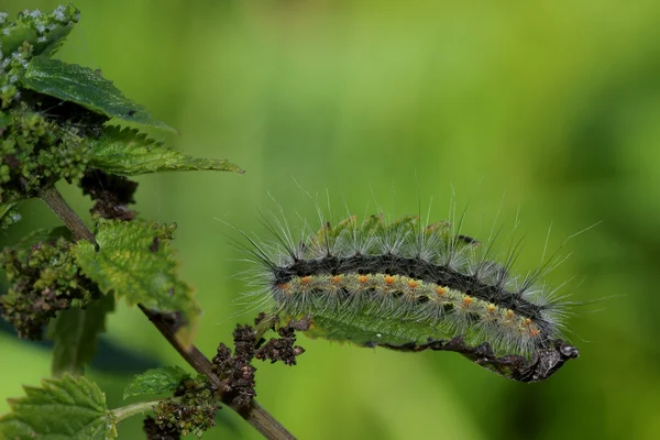 Hairy caterpillar on nettles leaf. Macro — Stock Photo, Image