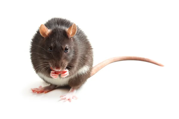 Rato preto comendo salsicha no fundo branco — Fotografia de Stock