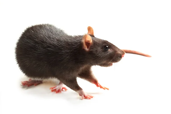 Svart råtta isolerad på vit — Stockfoto
