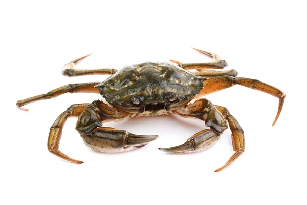 Прибрежный краб (Carcinus aestuarii), изолированный на белом — стоковое фото