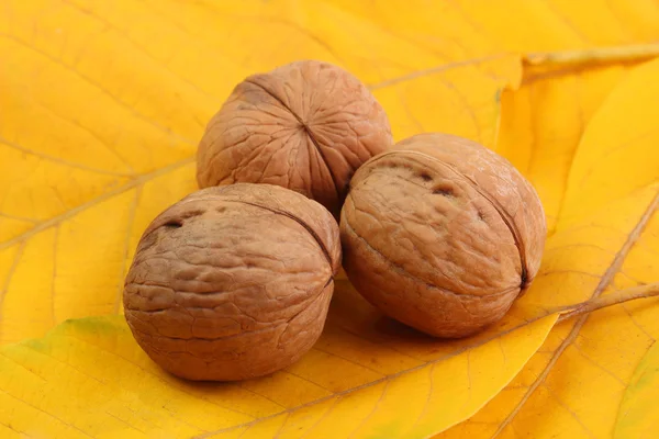 Tres nueces sobre hojas amarillas —  Fotos de Stock