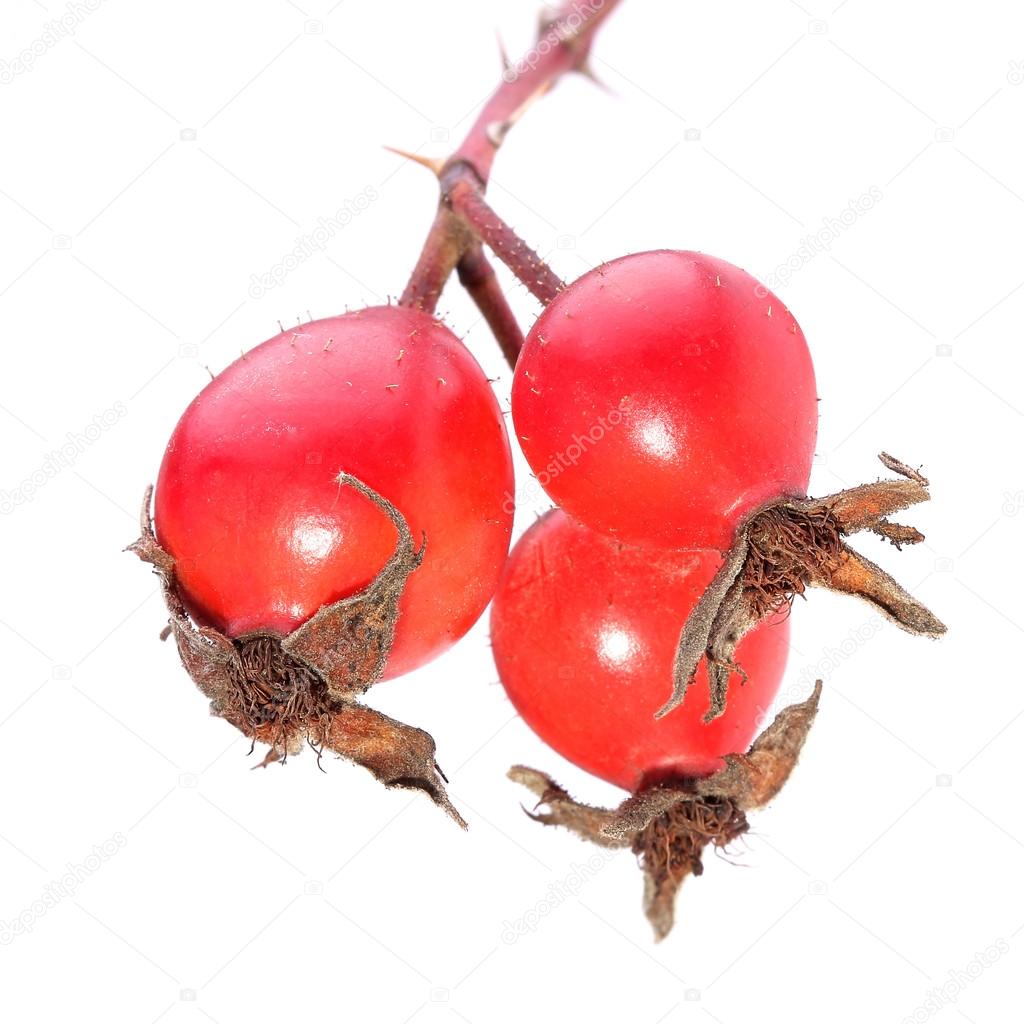 Berries of dog rose isolated on white. Close up