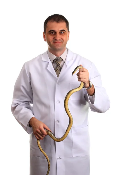 彼の手に白で隔離されるヘビの獣医 — ストック写真
