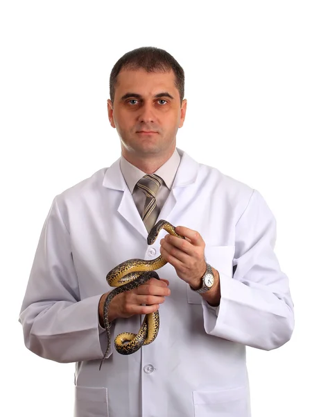 彼の手に白で隔離されるヘビの獣医 — ストック写真