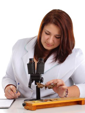 Laboratuvar entomolog tanımlayıcı kelebekler