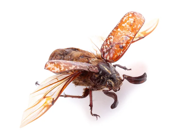 Cockchafer (Polyphylla fullo) con alas abiertas sobre blanco — Foto de Stock