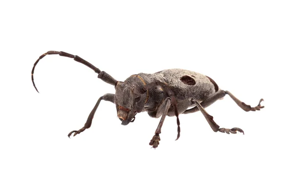 Escarabajo (Morimus funereus) aislado sobre blanco — Foto de Stock