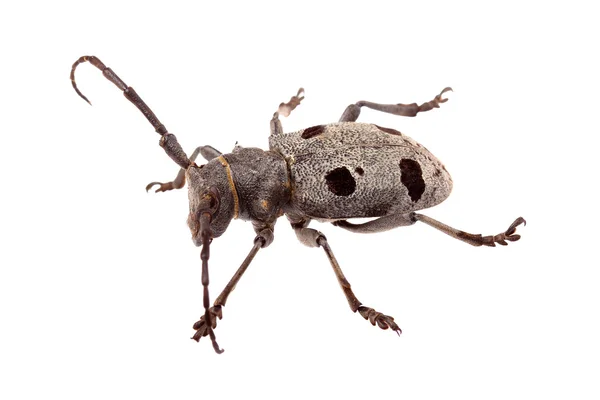 Beetle (Morimus funereus) isolated on white — Stock Photo, Image