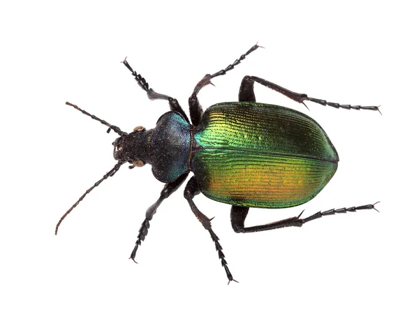 Orman caterpillar hunter (calosoma sycophanta) beyaz