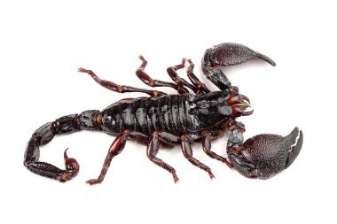 beyaz izole İmparator Akrep (pandinus Imperator)