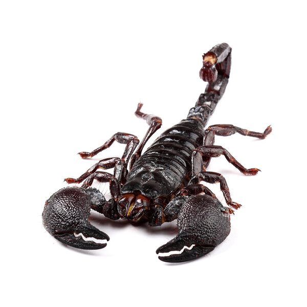 Император Скорпион (император Пандина) изолирован на белом
