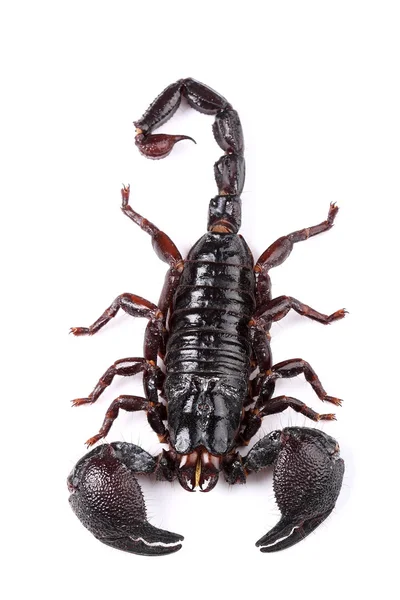 Kaisar Scorpion (Pandinus imperator) terisolasi di atas putih — Stok Foto