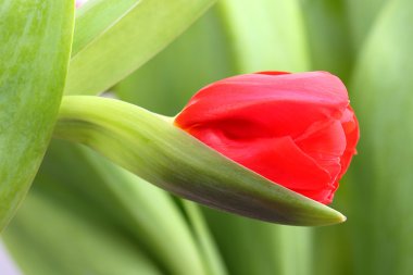 Lale kırmızı tomurcuğu. yakın çekim