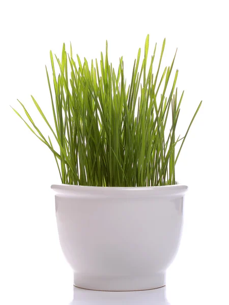 Seedling wheat in white porcelain cup isolated on white — Stock Photo, Image