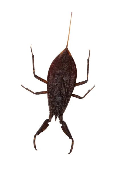 Water scorpion (nepa cinerea) geïsoleerd op wit — Stockfoto