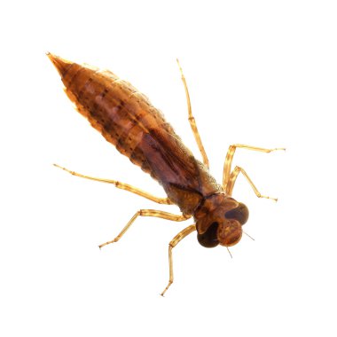 larva yusufçuk. Makro