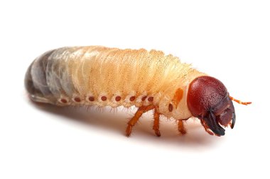 Larva of cockchafer isolated on white clipart