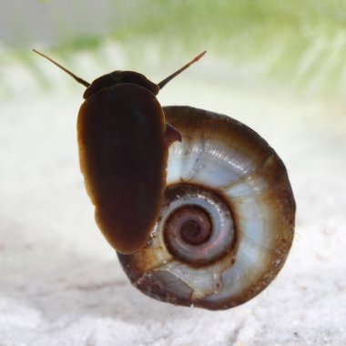 havuzda büyük ramshorn (planorbarius corneus). Makro